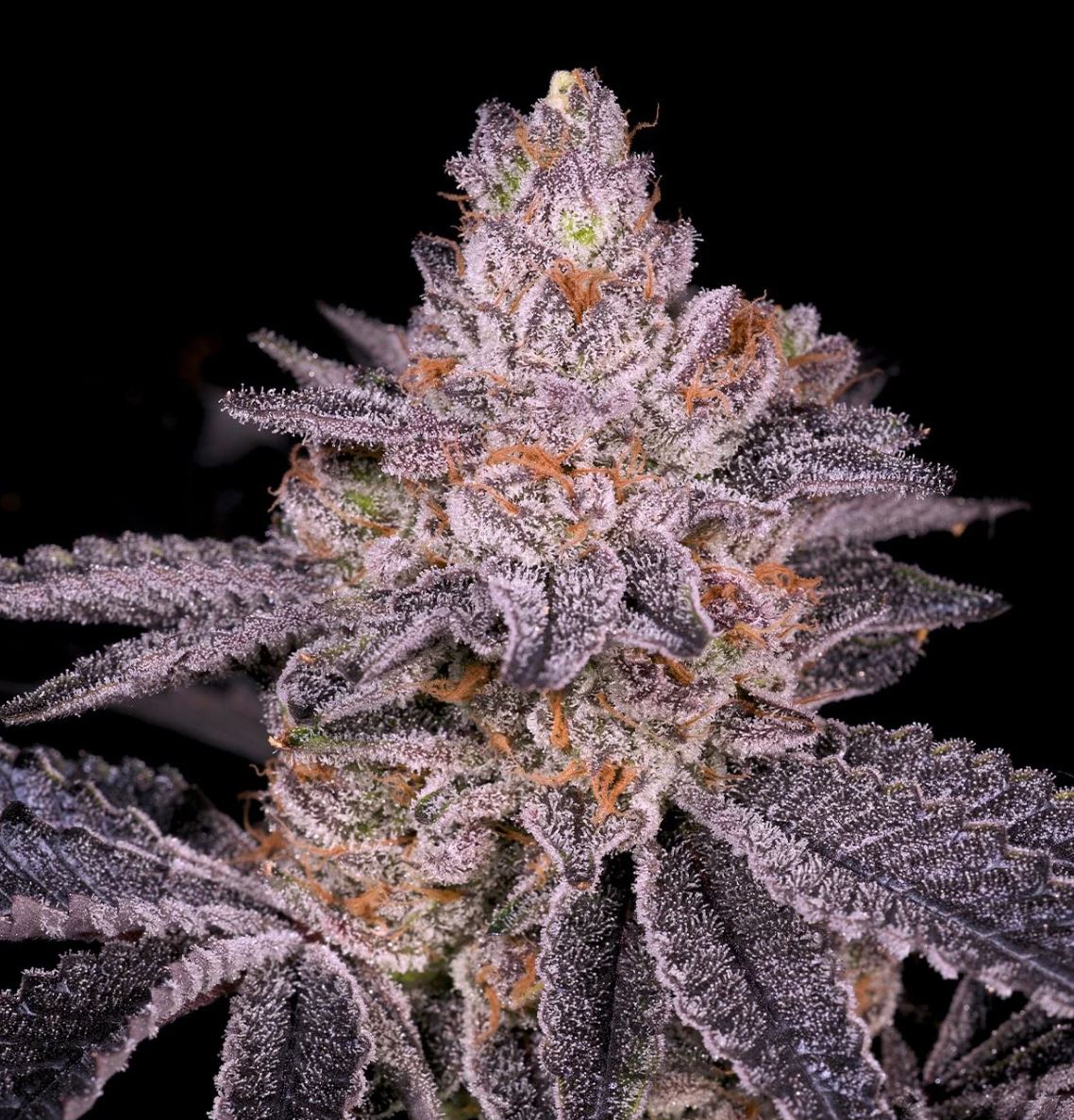 Slurricane (Hybrid) Feminized Photoperiod Cannabis Seeds - 5 Pack