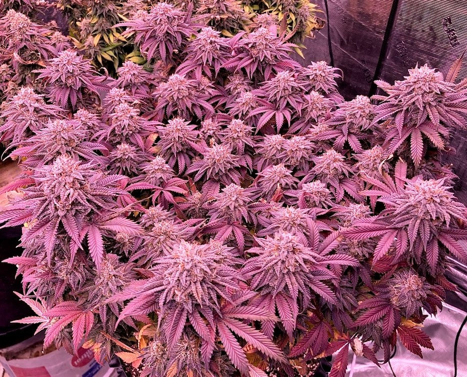 Slurricane (Hybrid) Feminized Photoperiod Cannabis Seeds - 5 Pack