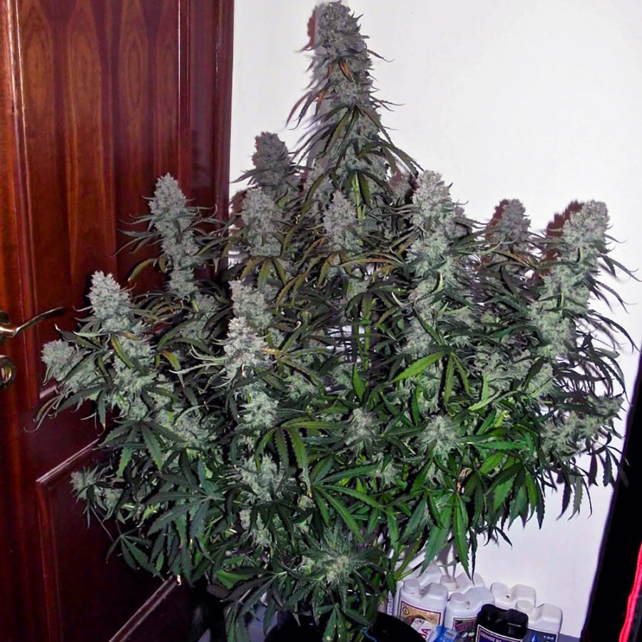 POLLEN: Grand Daddy Purple (Indica) Feminized AUTO Cannabis Pollen 1mL