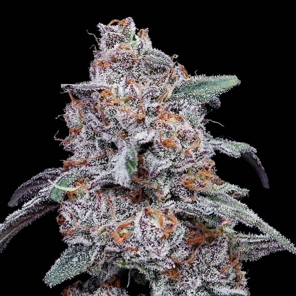 POLLEN: Grand Daddy Purple (Indica) Feminized AUTO Cannabis Pollen 1mL