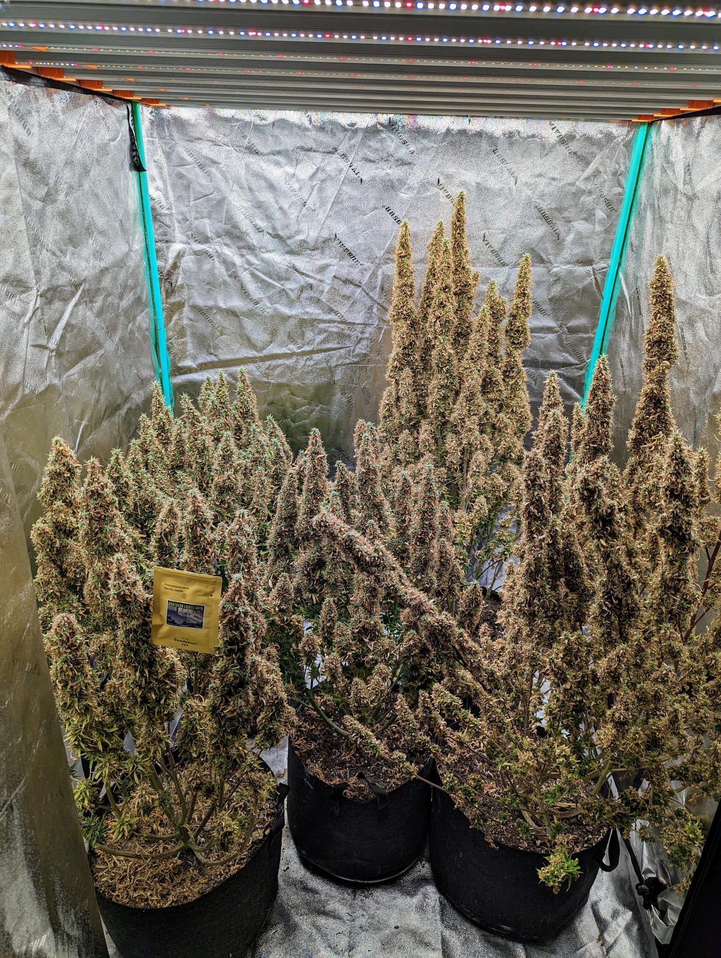 Northern Lights (Indica) Feminized AUTO Cannabis Seeds - 5 Pack