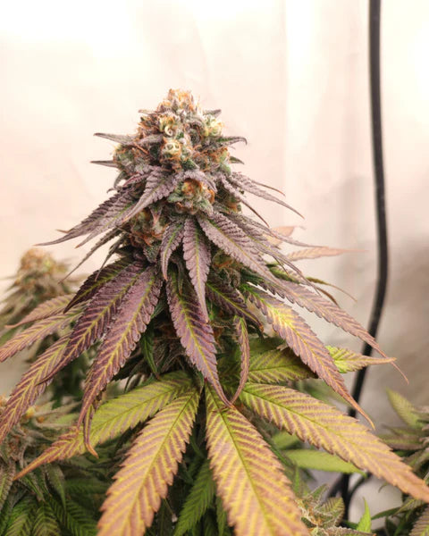 Papaya Punch (Hybrid) Feminized Photoperiod Clone (Ship 8/15)