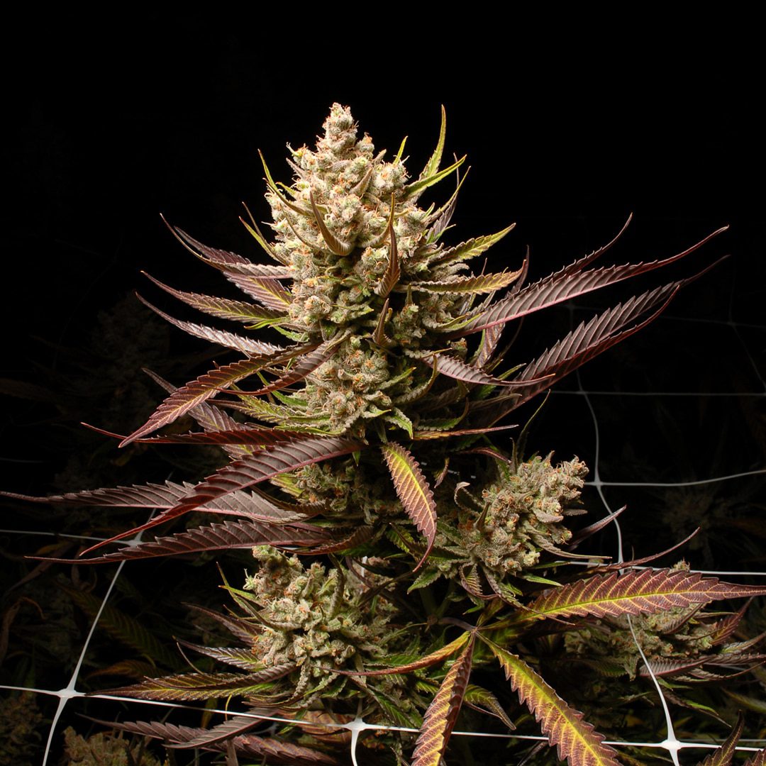 Super Lemon Haze (Sativa) Feminized Photoperiod Clone (Ship 8/15)