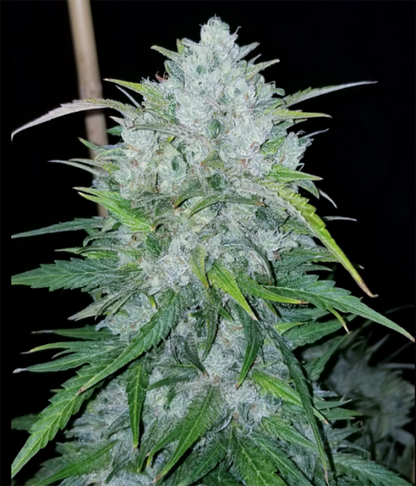 Bruce Banner (Hybrid) Feminized AUTO Cannabis Seeds - 5 Pack