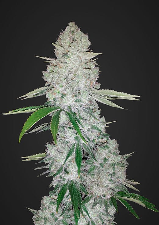 Gorilla Glue (Hybrid) Feminized AUTO Cannabis Seeds - 5 Pack