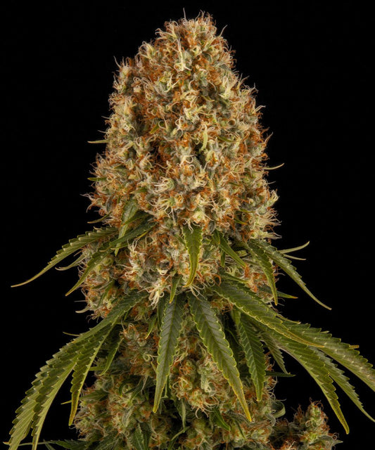 Orange Widow (Indica) Feminized Photoperiod Cannabis Seeds - 5 Pack