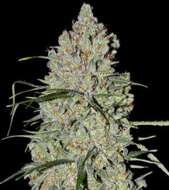 Pineapple Express (Hybrid) Feminized Photoperiod Cannabis Seeds - 5 Pack