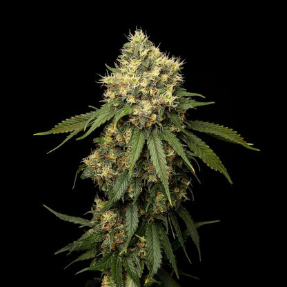 Strawberry Fuel (Sativa) Feminized Photoperiod Cannabis Seeds - 5 Pack