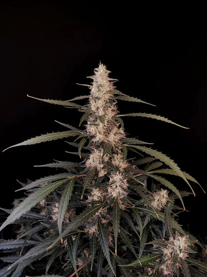 Amnesia Haze (Sativa) Feminized AUTO Cannabis Seeds - 5 Pack