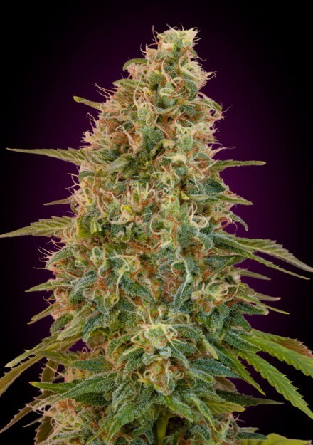 Zkittlez (Hybrid) Feminized AUTO Cannabis Seeds - 5 Pack