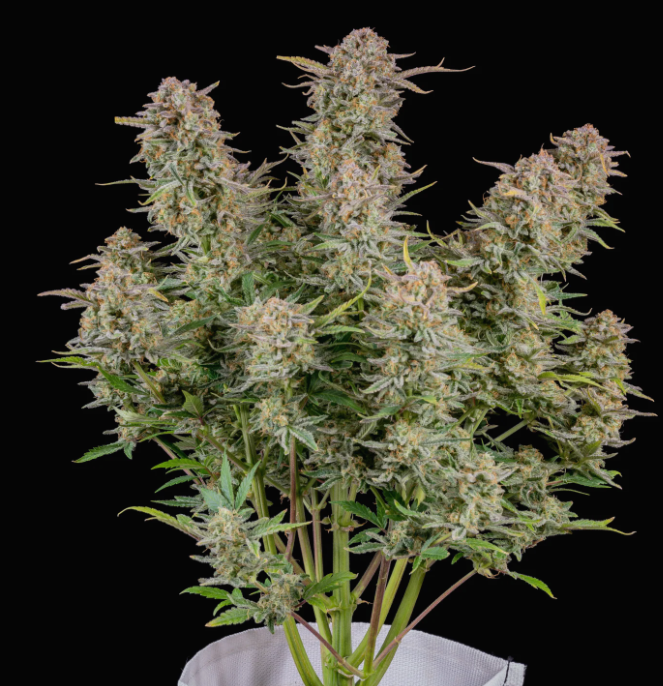 Bruce Banner (Hybrid) Feminized AUTO Cannabis Seeds - 5 Pack