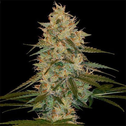 Chocolate Wedding Cake (Indica) Feminized Photoperiod Cannabis Seeds - 5 Pack