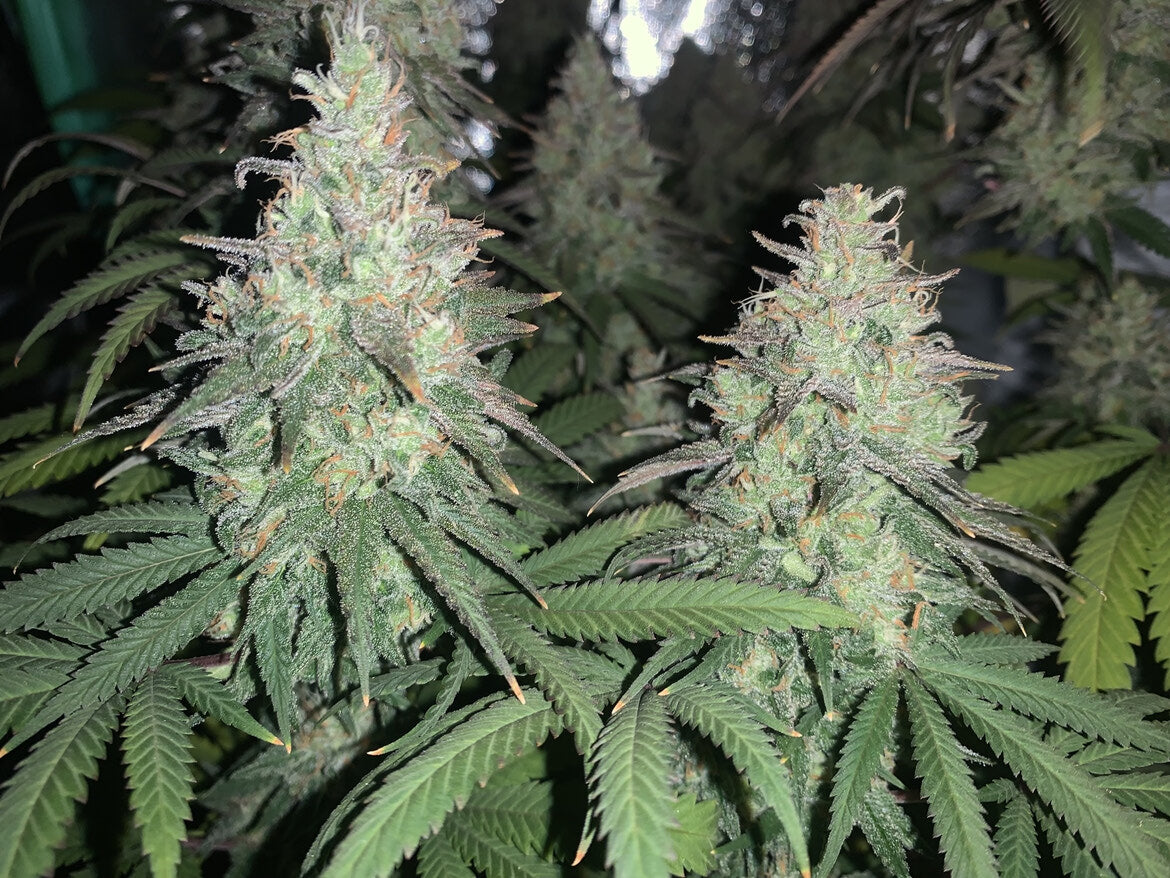 Chocolate Wedding Cake (Indica) Feminized Photoperiod Cannabis Seeds - 5 Pack