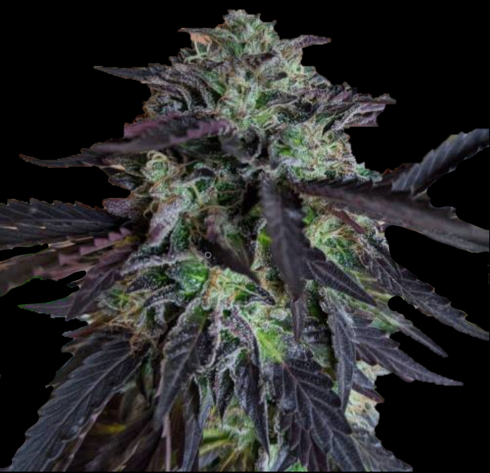 GirlScout Cookies (GSC) (Hybrid Feminized Photoperiod Cannabis Seeds - 5 Pack