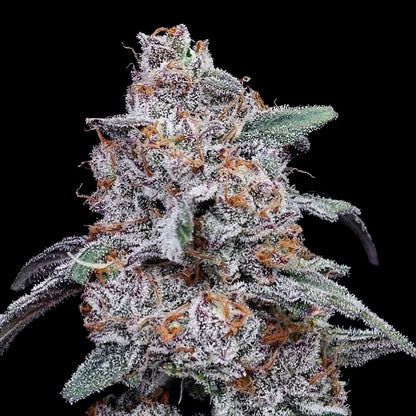 POLLEN: Grand Daddy Purple (Indica) Feminized AUTO Cannabis Pollen 1mL