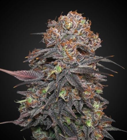 Grand Daddy Purple AUTO (Indica) Feminized Photoperiod Cannabis Seeds - 5 Pack