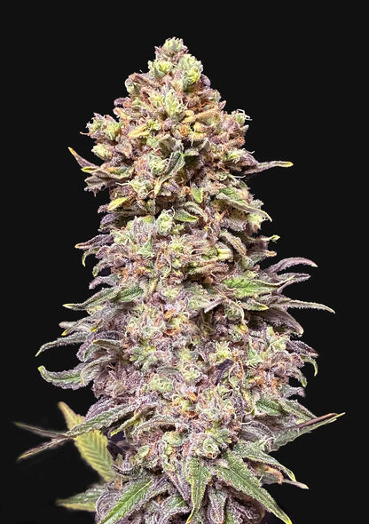 Grand Daddy Purple AUTO (Indica) Feminized Photoperiod Cannabis Seeds - 5 Pack