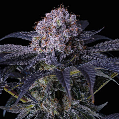 Grape Ape (Indica) Feminized Photoperiod Cannabis Seeds - 5 Pack