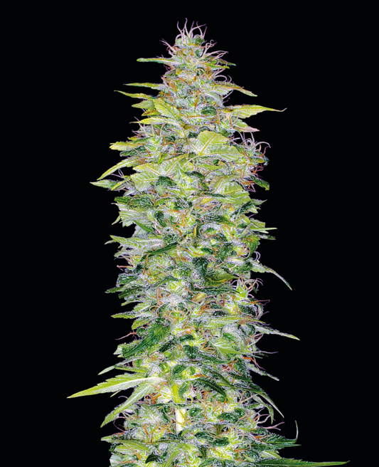 Northern Lights (Indica) Feminized AUTO Cannabis Seeds - 5 Pack