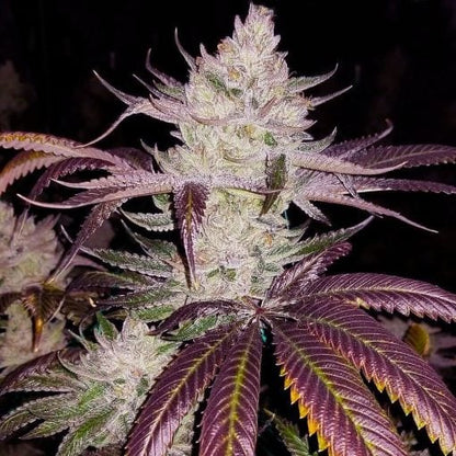 Platinum Cookies (Hybrid) Feminized Photoperiod Cannabis Seeds - 5 Pack