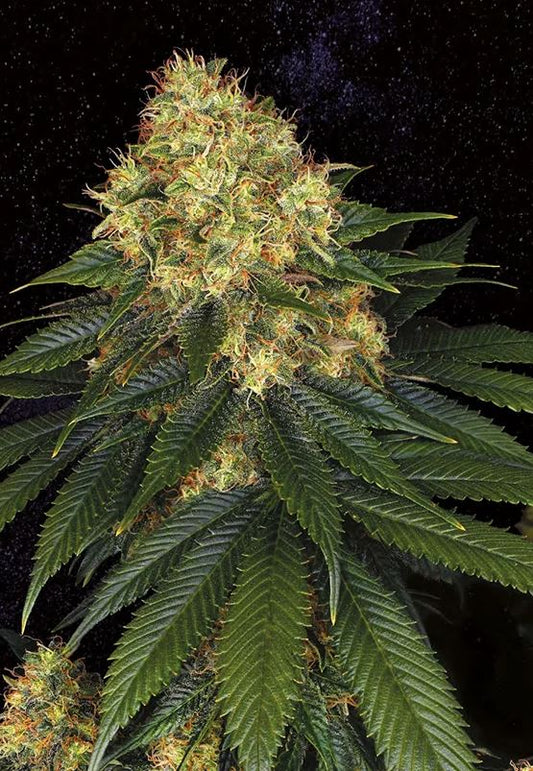 Skywalker OG (Indica) Feminized Photoperiod Cannabis Seeds - 5 Pack