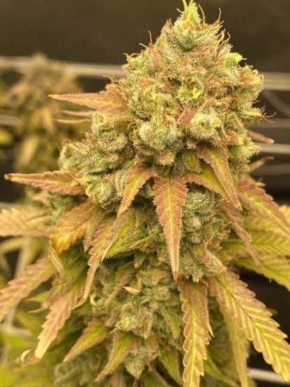 Skywalker OG (Indica) Feminized Photoperiod Cannabis Seeds - 5 Pack